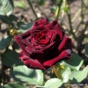 Black baccara